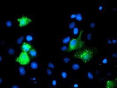 Immunocytochemistry/Immunofluorescence: GIMAP4 Antibody (1C6) [NBP2-03730] Staining of COS7 cells transiently transfected by pCMV6-ENTRY GIMAP4.