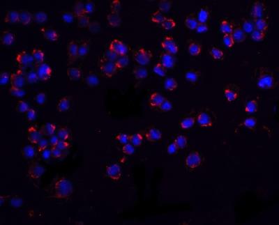 Immunocytochemistry/Immunofluorescence: PUMA Antibody [NBP1-76639] - Analysis of PUMA in K562 cells with PUMA antibody at 20 ug/ml.