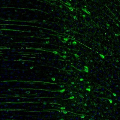 Immunocytochemistry/Immunofluorescence: RAP1GAP Antibody [NBP1-83002] - Staining of mouse cingulate cortex shows strong cytoplasmic positivity in neuronal cell bodies and proximal dendrites.