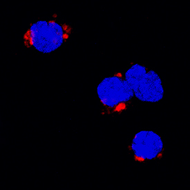 TNF‑ alpha was detected in immersion fixed porcine peripheral blood mononuclear cells (PBMCs) treated with calcium ionomycin and PMA using Goat Anti-Porcine TNF‑ alpha Antigen Affinity-purified Polyclonal Antibody (Catalog # AF690) at 15 µg/mL for 3 hours at room temperature. Cells were stained using the NorthernLights™ 557-conjugated Anti-Goat IgG Secondary Antibody (red; Catalog # NL001) and counterstained with DAPI (blue). Specific staining was localized to cytoplasm. View our protocol for Fluorescent ICC Staining of Non-adherent Cells.