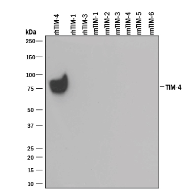 Western  blot shows 25 ng of Recombinant Human TIM‑4 His-tag  (Catalog # 2929-TM),  Recombinant Human TIM‑1/KIM‑1/HAVCR (Catalog #  1750-TM),  Recombinant Human TIM‑3 Fc Chimera (Catalog # 2365-TM),  Recombinant Mouse TIM‑1/KIM‑1/HAVCR (Catalog #  1817-TM),  Recombinant Mouse TIM‑2 (Catalog # 1885-TM),  Recombinant Mouse TIM‑3 Fc Chimera (Catalog # 1529-TM),  Recombinant Mouse TIM‑4 (Catalog # 2826-TI),  Recombinant Mouse TIM-5, and Recombinant Mouse TIM-6. PVDF Membrane was  probed with 0.1 µg/mL of Goat Anti-Human TIM‑4 Antigen  Affinity-purified Polyclonal Antibody (Catalog # AF2929) followed by  HRP-conjugated Anti-Goat IgG Secondary Antibody (Catalog # HAF109).  A specific band was detected for TIM‑4 at approximately  75 kDa (as indicated). This experiment was conducted under reducing  conditions and using Immunoblot  Buffer Group 3.