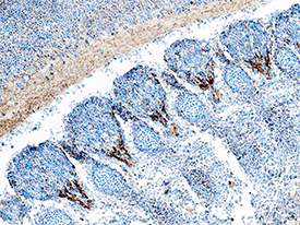 Rae‑1  was detected in immersion fixed frozen sections of mouse embryo (13 d.p.c.)  using Goat Anti-Mouse Rae‑1 Pan Specific Antigen Affinity-purified Polyclonal  Antibody (Catalog # AF1136) at 5 µg/mL overnight at  4 °C. Tissue was stained using the Anti-Goat HRP-DAB Cell  & Tissue Staining Kit  (brown;  Catalog # CTS008)  and counterstained with hematoxylin (blue). Specific staining was localized  to axons of primary sensory neurons. View our protocol for Chromogenic  IHC Staining of Frozen Tissue Sections.