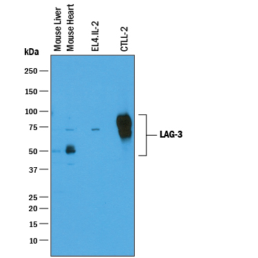 Western blot shows lysates of mouse liver tissue, mouse heart tissue, EL4.IL‑2 mouse lymphoblast cell line, and CTLL‑2 mouse cytotoxic T cell line. PVDF membrane was probed with 0.25 µg/mL of Goat Anti-Mouse LAG‑3 Antigen Affinity-purified Polyclonal Antibody (Catalog # AF3328) followed by HRP-conjugated Anti-Goat IgG Secondary Antibody (Catalog # HAF019). Specific bands were detected for LAG‑3 at approximately 54 kDa and 75 kDa in mouse liver and mouse heart tissue and 70-80 kDa in EL4.IL-2 and CTLL-2 cell lines (as indicated). This experiment was conducted under reducing conditions and using Immunoblot Buffer Group 1.