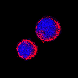 Aminopeptidase N/CD13  was detected in immersion fixed mouse splenocytes using Goat Anti-Mouse  Aminopeptidase N/CD13 Antigen Affinity-purified Polyclonal Antibody  (Catalog # AF2335) at 15 µg/mL for 3 hours at room temperature.  Cells were stained using the NorthernLights™ 557-conjugated  Anti-Goat IgG Secondary Antibody (red; Catalog # NL001)  and counterstained with DAPI (blue). Specific staining was localized to  cytoplasm. View our protocol for Fluorescent  ICC Staining of Non-adherent Cells.