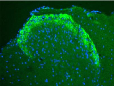 Immunocytochemistry/Immunofluorescence: mu Opioid R/OPMR1 Antibody [NB100-1618] - Staining of Mouse Dorsal Horn, using a 1:50 dilution of 1:50.