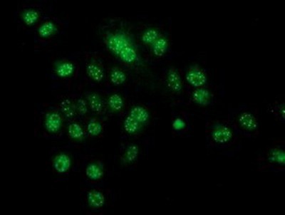 Immunocytochemistry/Immunofluorescence: CRYZL1 Antibody (2F9) [NBP2-02012] - Staining of COS7 cells transiently transfected by pCMV6-ENTRY CRYZL1.