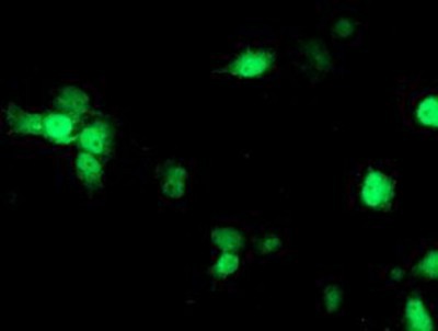 Immunocytochemistry/Immunofluorescence: Nudel Antibody (5E11) [NBP2-01086] - Staining of COS7 cells transiently transfected by pCMV6-ENTRY Nudel.