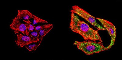Immunocytochemistry/Immunofluorescence: uNOS Antibody (NOS-3F7-B11 B5) [NB120-2801] - Formalin-fixed cells were permeabilized with 0.1% Triton X-100 in TBS for 5-10 minutes at room temperature and blocked with 3% BSA-PBS for 30 minutes at room temperature. Cells were probed with a uNOS monoclonal antibody (NOS-3F7-B11 B5) at a dilution of 1:20 and incubated overnight in a humidified chamber. Cells were washed with PBST and incubated with a DyLight-conjugated secondary antibody for 45 minutes at room temperature in the dark. F-actin (red) was stained with a fluorescent phalloidin and nuclei (blue) were stained with DAPI.