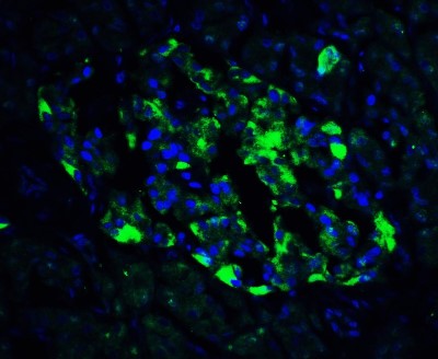 Immunocytochemistry/Immunofluorescence: ATF6 Antibody [NBP1-76675] - Staining of ATF6 in human pancreas tissue with ATF6 antibody at 20 ug/ml.