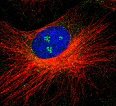 Immunocytochemistry/Immunofluorescence: BTN3A3 Antibody [NBP1-88509] - Staining of human cell line U-251 MG shows positivity in nucleoli, plasma membrane and cytoplasm.