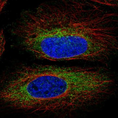 Immunocytochemistry/Immunofluorescence: MYO19 Antibody [NBP2-56073] - Staining of human cell line HeLa shows localization to cytosol.