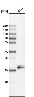 Western Blot: Niemann-Pick type C2 Antibody [NBP1-84012] - Analysis in human cell line RT-4.