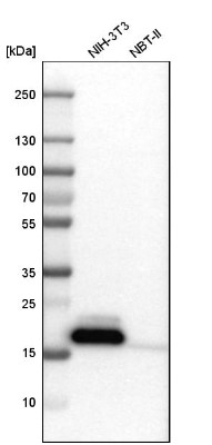 Western Blot: Niemann-Pick type C2 Antibody [NBP1-84012] - Analysis in mouse cell line NIH-3T3 and rat cell line NBT-II.