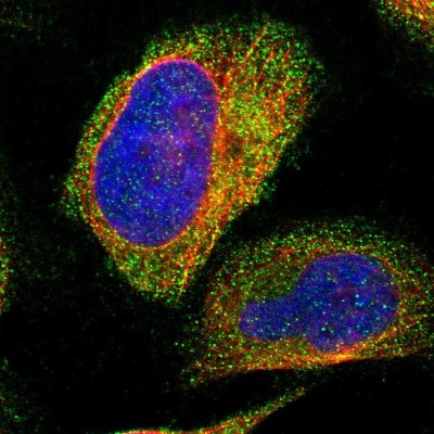 Immunocytochemistry/Immunofluorescence: NT5C Antibody [NBP1-84563] - Immunofluorescent staining of human cell line U-2 OS shows localization to cytosol.