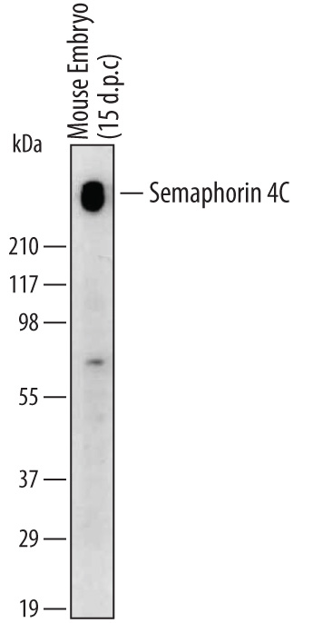 Western blot shows lysates of mouse embryo (15 d.p.c.) tissue. PVDF membrane was probed with 1 µg/mL of Sheep Anti-Mouse/Rat Semaphorin 4C Antigen Affinity-purified Polyclonal Antibody (Catalog # AF6120) followed by HRP-conjugated Anti-Sheep IgG Secondary Antibody (Catalog # HAF016). A specific band was detected for Semaphorin 4C at approximately 240 kDa (as indicated). This experiment was conducted under non-reducing conditions and using Immunoblot Buffer Group 1.