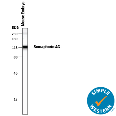 Simple Western lane view shows lysates of mouse embryo tissue (15 d.p.c.), loaded at 0.2 mg/mL. A specific band was detected for Semaphorin 4C at approximately 117 kDa (as indicated) using 50 µg/mL of Sheep Anti-Mouse/Rat Semaphorin 4C Antigen Affinity-purified Polyclonal Antibody (Catalog # AF6120) followed by 1:50 dilution of HRP-conjugated Anti-Sheep IgG Secondary Antibody (Catalog # HAF016). This experiment was conducted under reducing conditions and using the 12-230 kDa separation system.        Non-specific interaction with the 230 kDa Simple Western standard may be seen with this antibody.