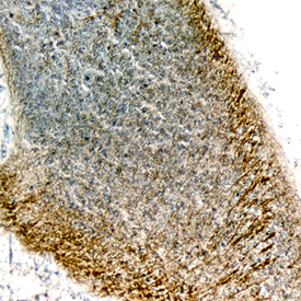 Semaphorin 4C was detected in perfusion fixed frozen sections of mouse embryo (13 d.p.c.) using Sheep Anti-Mouse/Rat Semaphorin 4C Antigen Affinity-purified Polyclonal Antibody (Catalog # AF6120) at 1.7 µg/mL overnight at 4 °C. Tissue was stained using the Anti-Sheep HRP-DAB Cell & Tissue Staining Kit (brown; Catalog # CTS019) and counterstained with hematoxylin (blue). Specific staining was localized to neuronal processes of the developing cerebellum. View our protocol for Chromogenic IHC Staining of Frozen Tissue Sections.