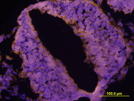 LRRTM2 was detected in immersion fixed frozen sections of mouse neural tube (E9.5) using Sheep Anti-Human/Mouse LRRTM2 Antigen Affinity-purified Polyclonal Antibody (Catalog # AF5589) at 10 µg/mL overnight at 4 °C. Tissue was stained using the NorthernLights™ 557-conjugated Anti-Sheep IgG Secondary Antibody (yellow; Catalog # NL010) and counterstained with DAPI (blue). View our protocol for Fluorescent IHC Staining of Frozen Tissue Sections.