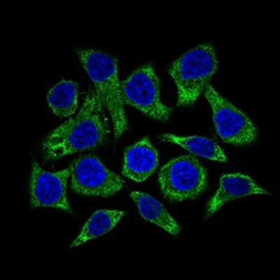 Immunocytochemistry/Immunofluorescence: Guanylyl Cyclase alpha 1 Antibody (3G6B2) [NBP2-37401] - Immunofluorescence analysis of HepG2 cells using GUCY1A3 mouse mAb (green). Blue: DRAQ5 fluorescent DNA dye.