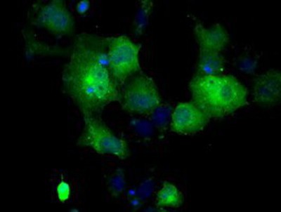 Immunocytochemistry/Immunofluorescence: GBE1 Antibody (1D11) [NBP2-02245] - Staining of COS7 cells transiently transfected by pCMV6-ENTRY GBE1.