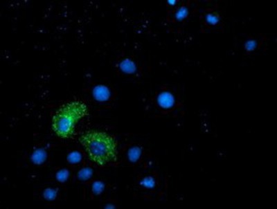Immunocytochemistry/Immunofluorescence: ANKRD53 Antibody (1E1) [NBP2-00520] - Staining of COS7 cells transiently transfected by pCMV6-ENTRY ANKRD53.