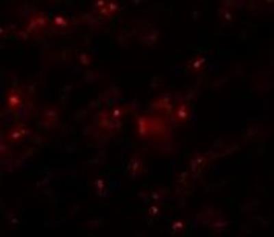 Immunocytochemistry/Immunofluorescence: Axin-2 Antibody [NBP1-76526] - Rat Lung cells  with AXIN-2 antibody at 20 ug/mL