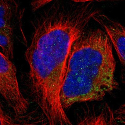 Immunocytochemistry/Immunofluorescence: CCDC90B Antibody [NBP1-93528] - Immunofluorescent staining of human cell line U-2 OS shows localization to mitochondria.