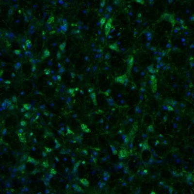 Immunocytochemistry/Immunofluorescence: alpha-N-acetylglucosaminidase/NAGLU Antibody [NBP1-82601] - Staining of mouse nucleus ambiguus and lateral paragigantocellular nucleus shows positivity in neurons.