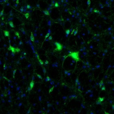 Immunocytochemistry/Immunofluorescence: alpha-N-acetylglucosaminidase/NAGLU Antibody [NBP1-82601] - Staining of mouse midbrain shows neuronal positivity in the reticular nucleus.
