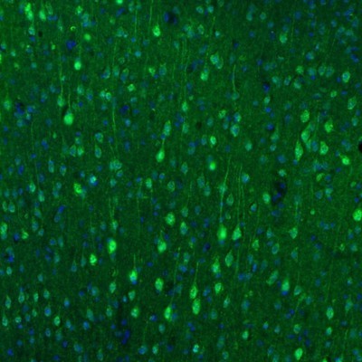 Immunocytochemistry/Immunofluorescence: alpha-N-acetylglucosaminidase/NAGLU Antibody [NBP1-82601] - Staining of mouse motor cortex shows immunoreactivity in neuronal cell bodies and dendrites.