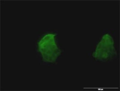 Immunocytochemistry/Immunofluorescence: TSPAN8/TM4SF3 Antibody (1E5) [H00007103-M02] - Analysis of monoclonal antibody to TSPAN8 on 293 cell. Antibody concentration 10 ug/ml.