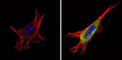 Immunocytochemistry/Immunofluorescence: Somatostatin R4/SSTR4 Antibody [NB100-74539] - Analysis of Somatostatin Receptor 4 (green) showing staining in the cytoplasm of NIH-3T3 cells (right) compared to a negative control without primary antibody (left).