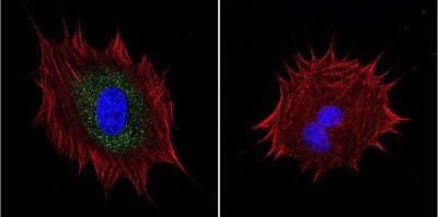 Immunocytochemistry/Immunofluorescence: AKAP9 Antibody (17G10) [NB100-74351] - Analysis of AKAP450 in NIH-3T3 cells. Cells were grown on chamber slides and fixed with formaldehyde prior to staining. Cells were probed without (control) or with a AKAP450 monoclonal antibody at a dilution of 1:100 overnight at 4C, washed with PBS and incubated with a DyLight-488 conjugated secondary antibody. AKAP450 staining (green), F-Actin staining with Phalloidin (red) and nuclei with DAPI (blue) is shown.