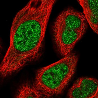Immunocytochemistry/Immunofluorescence: HOXA3 Antibody [NBP1-83234] - Immunofluorescent staining of human cell line U-2 OS shows localization to nucleoplasm.