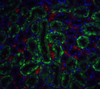 Immunocytochemistry/Immunofluorescence: DFF40/CAD Antibody [NBP1-77009] - Staining of CAD in mouse kidney tissue with CAD antibody at 5 ug/ml.