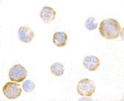 Immunocytochemistry/Immunofluorescence: TLR3 Antibody [NBP1-76659] - EL4 cells with TLR3 antibody at 1 ug/ml.