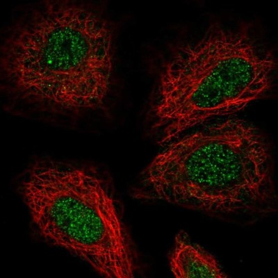 Immunocytochemistry/Immunofluorescence: Tsukushi/TSK Antibody [NBP1-87959] - Staining of human cell line A549 shows localization to nucleus.