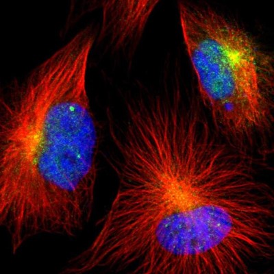 Immunocytochemistry/Immunofluorescence: CD39L4/ENTPD5 Antibody [NBP1-85751] - Staining  of human cell line U-251MG shows positivity in cytoplasm.