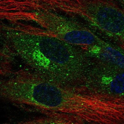 Immunocytochemistry/Immunofluorescence: CLEC14A Antibody [NBP2-30854] - Staining of human cell line HUVEC TERT2 shows localization to endoplasmic reticulum & the Golgi apparatus.