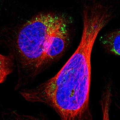 Immunocytochemistry/Immunofluorescence: ALDH18A1 Antibody [NBP1-83325] - Immunofluorescent staining of human cell line U-2 OS shows localization to mitochondria.