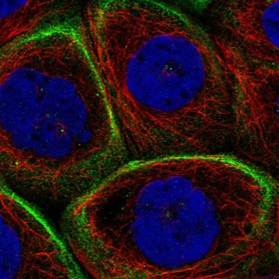 Immunocytochemistry/Immunofluorescence: MPRIP Antibody [NBP1-81035] - Immunofluorescent staining of human cell line A-431 shows localization to actin filaments.
