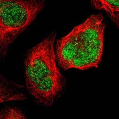 Immunocytochemistry/Immunofluorescence: EphA6 Antibody [NBP2-13964] - Immunofluorescent staining of human cell line U-2 OS shows localization to nucleoplasm.
