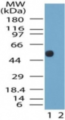 Western Blot: Neurotensin Receptor 2 Antibody [NB100-56472] - Analysis of neurotensin receptor 2 in the 1) absence and 2) presence of immunizing peptide in mouse brain lysate using this antibody at 2 ug/ml.