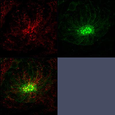 Immunofluorescence: RAB3IP Antibody [H00117177-B01P] - 5dpf neuromast immunostained for Rab3IP (red) and counterstained with phalloidin (green). Image courtesy of customer.