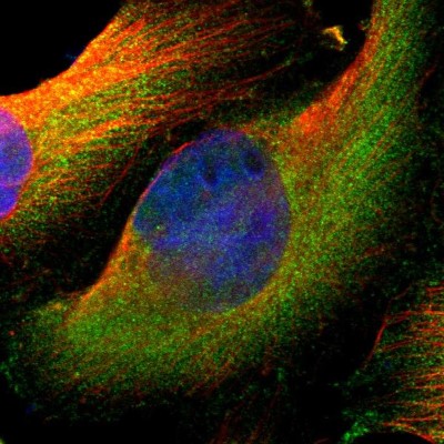Immunocytochemistry/Immunofluorescence: SV2A Antibody [NBP1-82964] - Immunofluorescent staining of human cell line U-251 MG shows localization to cytosol.