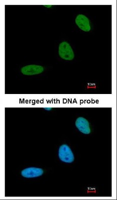 Immunocytochemistry/Immunofluorescence: BRE Antibody [NBP1-33038] - Analysis of paraformaldehyde-fixed HeLa