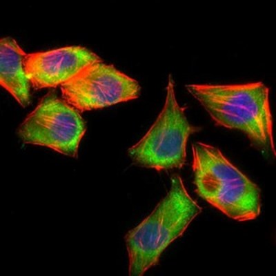 Immunocytochemistry/Immunofluorescence: PSAP Antibody (4D5F4) [NBP2-37422] - Immunofluorescence analysis of HepG2 cells using PSAP mouse mAb (green). Blue: DRAQ5 fluorescent DNA dye. Red: Actin filaments have been labeled with Alexa Fluor-555 phalloidin.