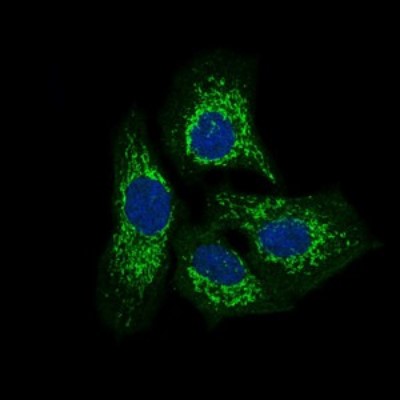 Immunocytochemistry/Immunofluorescence: PTK9 Antibody (7C11) [NBP2-37456] - Immunofluorescence analysis of HeLa cells using TWF1 mouse mAb (green). Blue: DRAQ5 fluorescent DNA dye.