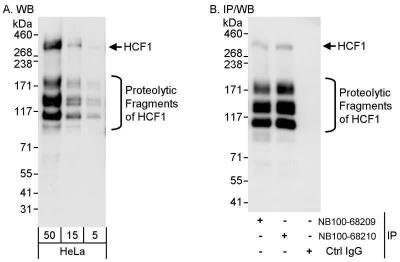 Western Blot: Host Cell Factor 1/HCFC1 Antibody [NB100-68209] - Samples: Whole cell lysate (5, 15 and 50 ug for WB; 1 mg for IP, 20% of IP loaded) from HeLa cells.  Antibodies: Affinity purified rabbit anti-HCF1 antibody NB100-68209   used for WB at 0.04 ug/ml (A) and 1 ug/ml (B) and used for IP at 3 ug/mg lysate.  HCF1 was also immunoprecipitated by rabbit anti-HCF1 antibody NB100-68210, which recognizes a downstream epitope.  Detection: Chemiluminescence with exposure times of 30 seconds (A) and 10 seconds (B).