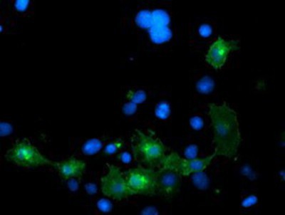 Immunocytochemistry/Immunofluorescence: LRRC25 Antibody (1D9) [NBP2-03747] Staining of COS7 cells transiently transfected by pCMV6-ENTRY LRRC25.